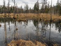 Abgestorbene Bäume stehen im mit Schilf gesäumten See